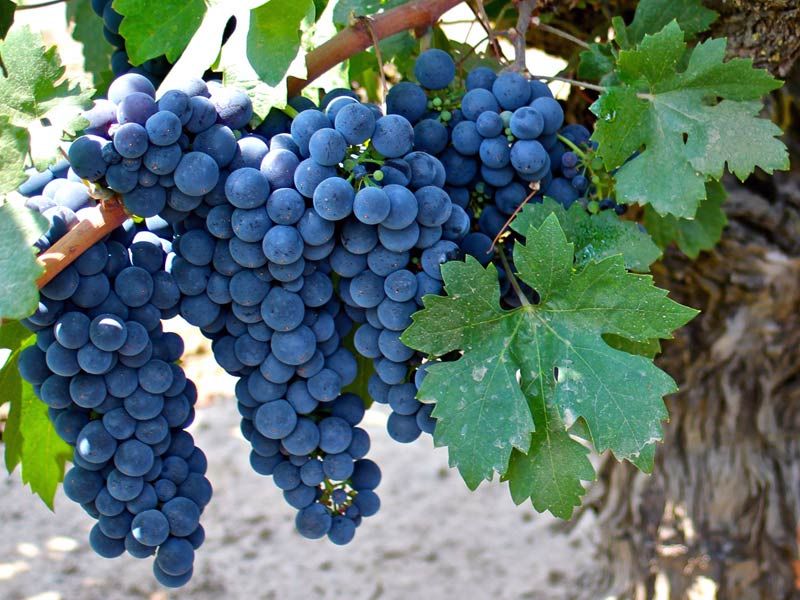 Zinfandel Black Grape vine