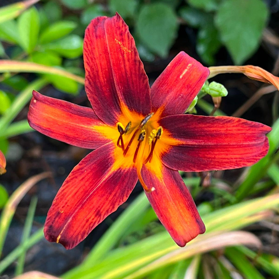 (1 Gallon) Black Prince Lilly Gorgeous Reddish-Black Blooms with Many Buds