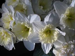 (Pack of 5 BULBS) Daffodil, ICE FOLLIES BULBS) Strikingly Beautiful and Unusually Large (to 4" across) Flowers, White Petals with Lemon Yellow Cup That Turns Creamy White.