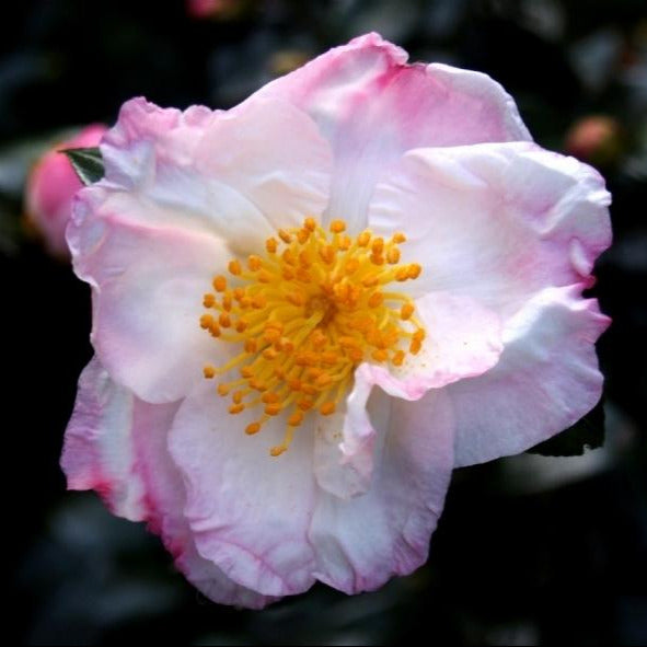 Daydream Camellia-Alluring Semi-Double White Flowers