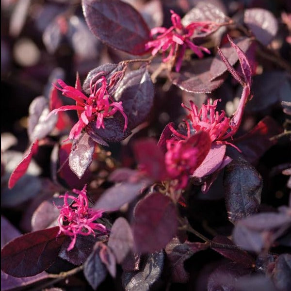 Ruby Loropetalum with dark purple foliage