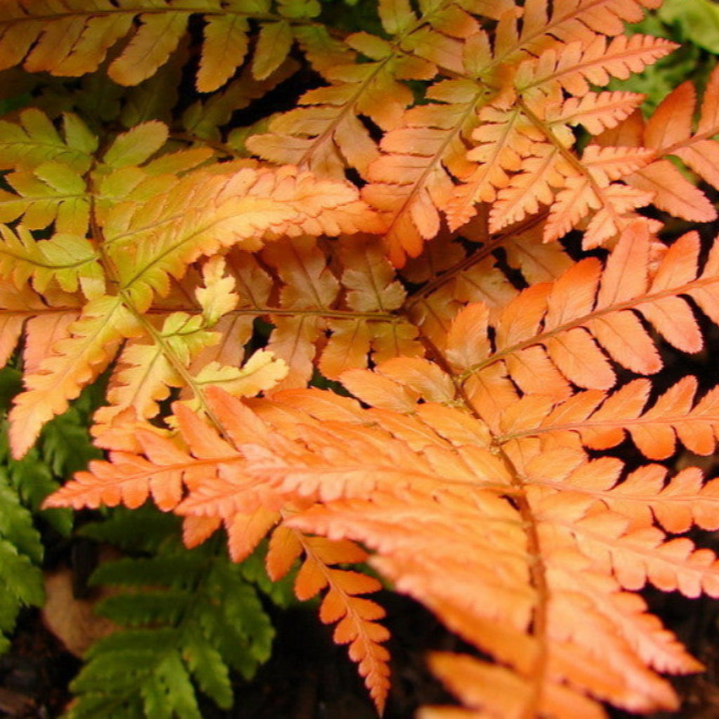 Autumn Fern, One of The Showiest Ferns, Dazzling Display of Color For Every Season-Starting From Copper To Light Green To Orange Copper.