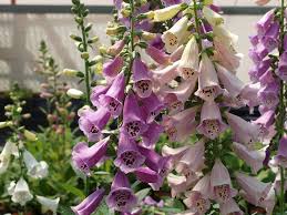 (1 Gallon) Digitalis Purpurea Foxy Foxglove-This Compact Selection Produces Flowers In a Range of Soft Pastel Shades, From Cream To Pink and Rose.