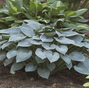 Hosta 'Halcyon' Plantain Lily - Blue-Green Textured Leaves, Lavender Flowers