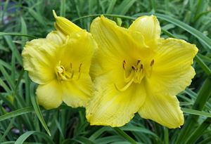 1 Gallon Pot: Hemerocallis 'Little Business' Daylily. Deep Red Flowers with Yellow Throat, Repeat Bloomer Early-Mid Season.