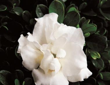 Azalea X 'Hardy Gardenia'