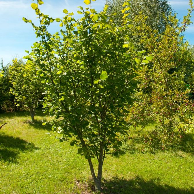American Hazelnut Tree- Small Productive, Rounded Tree/Shrub with of Clusters Small Round 1/2" Long Nuts