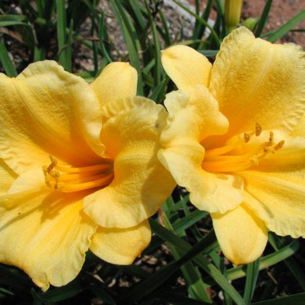 Hemerocallis 'Stella De Oro' Daylily