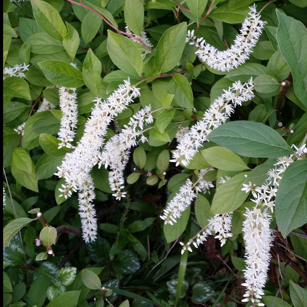 Henry's Garnet Sweetspire, Graceful Compact, Fragrant Drooping Spires, Native Plant