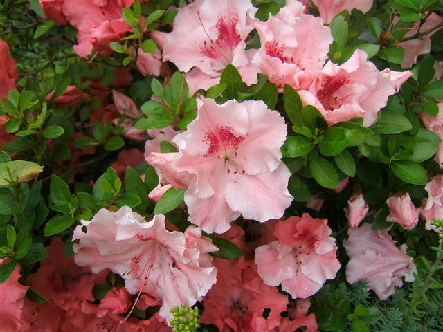 Hilda Niblett Azalea- Huge 4" Soft Pink Blooms, Dwarf, Evergreen Shrub, Cold Hardy