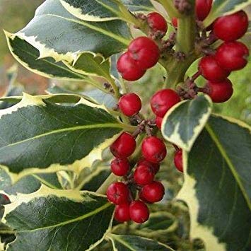 Variegated Holly- Shiny, Dark-Green Leaves Edged with Creamy-White Margins