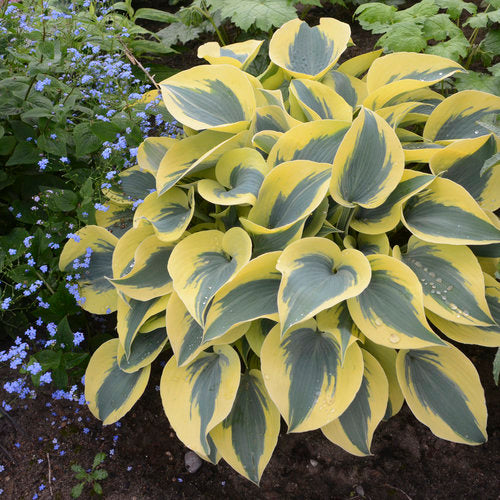 Hosta Shadowland 'Autumn Frost' Pp23224. Plantain Lily. Showy Sport of 'First Frost'