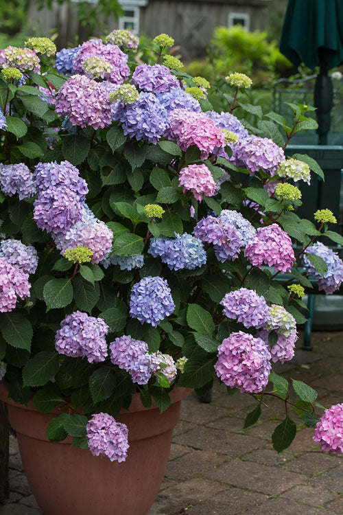 Penny Mac Hydrangea -Reblooming, Blooms All Summer, Cold Hardy To-20F
