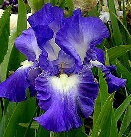 1 Gallon Pot: Iris Germanica 'Autumn Circus' Bearded German Iris. Purple-Blue Flower, Petals Edged with White, Blooms In Spring and Again In Fall.
