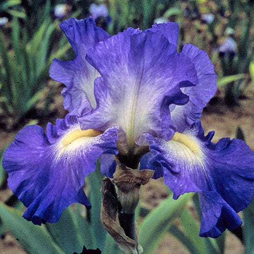 1 Gallon Pot: Iris Germanica City Lights Bearded German Iris. Violet Blue with White Center Zones and Pale Yellow Beard; Blooms In May.