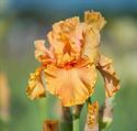 1 Gallon Pot: Iris Germanica 'Cordoba' Bearded German Iris