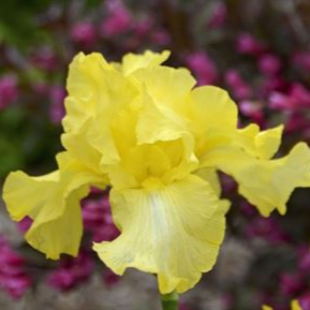 1 Gallon Pot:Iris Germanica &