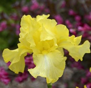 1 Gallon Pot:Iris Germanica 'Harvest of Memories'. Bearded Iris, German Iris. Tall Bearded Iris Boasting Radiant All-Yellow Blooms
