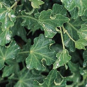 Hedera Helix 'Ivalace' Ivy
