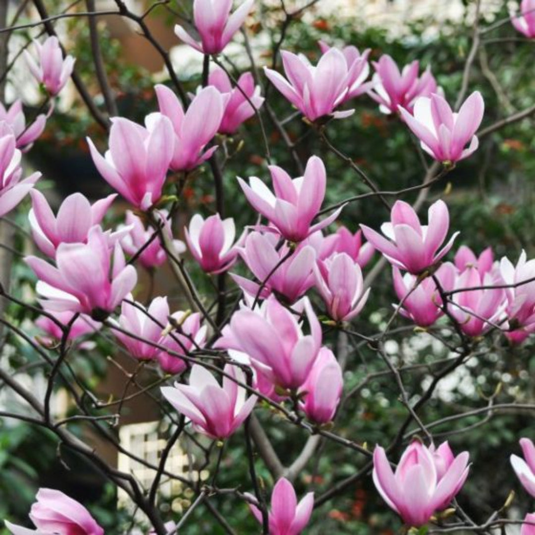 Jane Magnolia Tree with Pink and Purple Tulip-Shaped Blooms