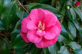 Camellia Japanese 'Ju-Dee'-Showy Light pink Blooms