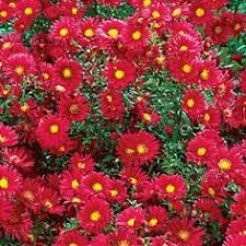 (1 Gallon) Aster Kickin&