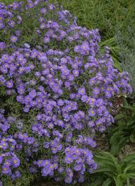 (1 Gallon) Aster Kickin'® Lavender - This is a Compact Selection with Single, Soft Lavender Blossoms, Each with a Tiny Golden Button Eye.