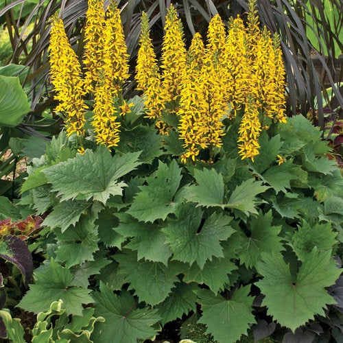 (1 Gallon) Ligularia Bottle Rocket Pp24486 Big Leaf Goldenray Proven Winners®- a Perfectly Proportioned Plant with Its Mustard Yellow Flowers