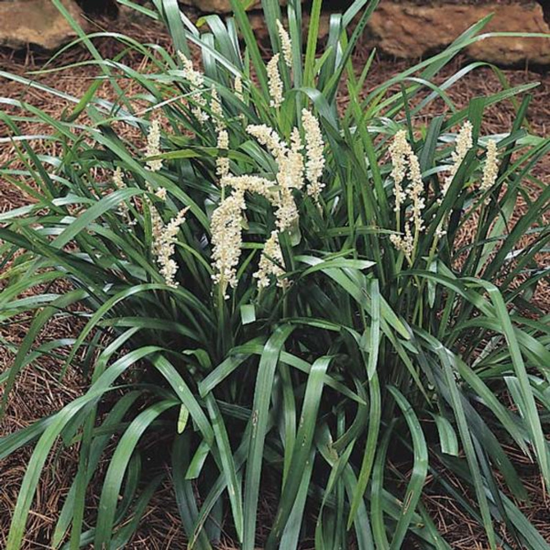 Liriope Muscari &