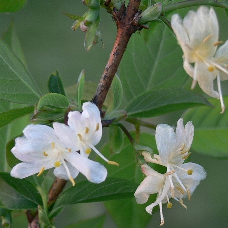 Fragrant Winter Honeysuckle shrub