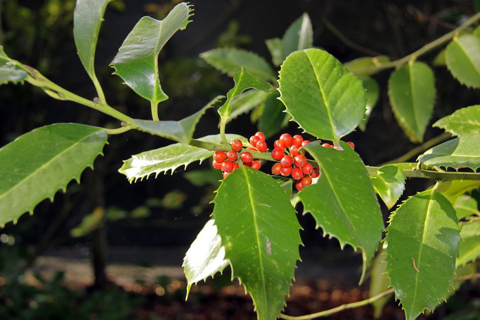 Luster Leaf Holly - Upright Evergreen Holly Broad-Leaved, Evergreen Tree, Used For Dense Screen