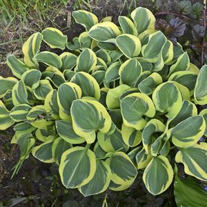 4.33 Inch Pot/10 Count Flat: Hosta 'Mighty Mouse'. Miniature Hosta. Variegated Sport of 'Blue Mouse Ears'