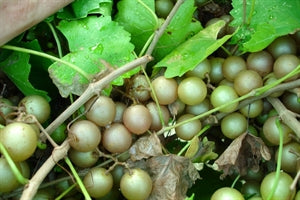 (1 Gallon) Doreen Muscadine Grape Vine Medium Bronze Fruit
