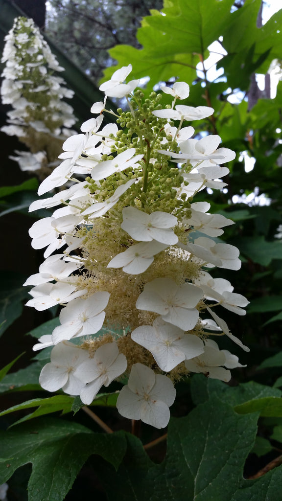"Snow Flake" Oakleaf Hydrangea-Gorgeous Native Hydrangea, Stunning White Flower Clusters