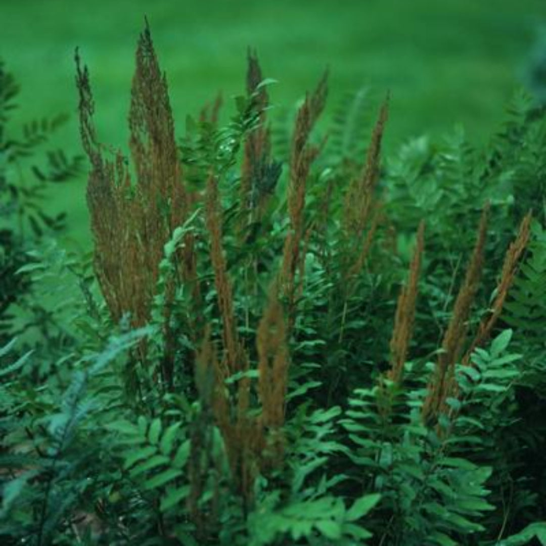 Osmunda Regalis Royal Fern