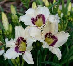 (1 Gallon) Hemerocallis Pandora'S Box Daylily - The Pandora Lilly Blooms Are Very Attractive Pale Cream with a Deep Purple Eye Zone and Green Throat.
