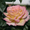 (3 Gallon) Climbing Josephs Coat (Rosa) Joseph'S Coat is a Climbing Rose with Blooms and Changes From Orange To Yellow/Red To Solid Red
