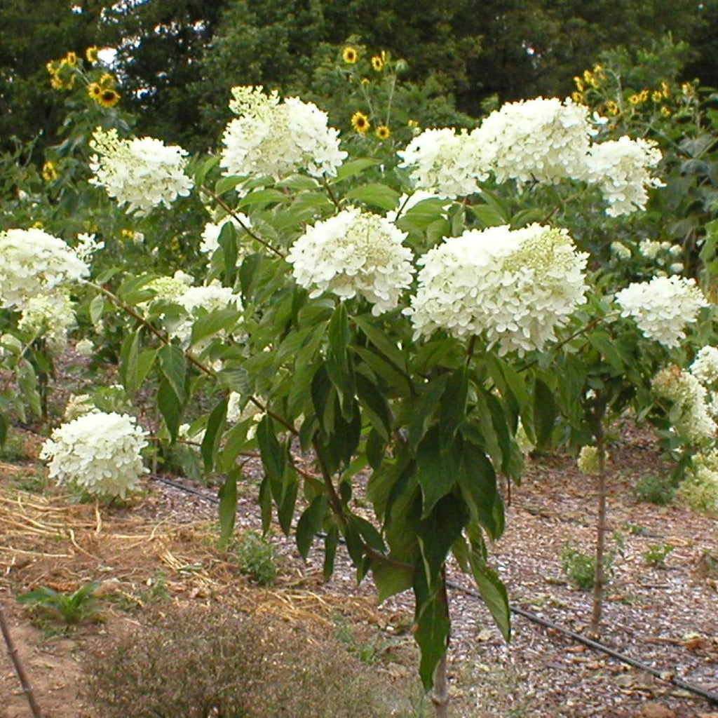 Pee Gee Hydrangea, Sun Loving, Very Cold Hardy, Lots of White Flowers