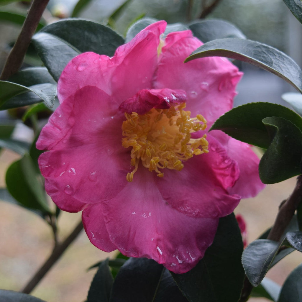 Pink Butterfly Camellia-Vivid Pink Blooms