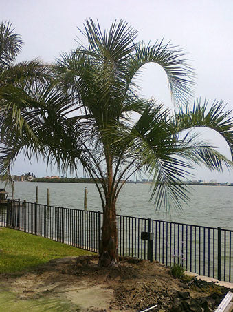 Pindo Palm (Jelly Palm)