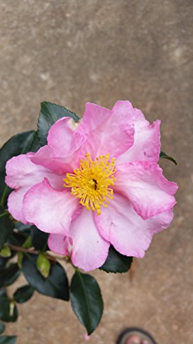 Camellia 'Pink Serenade' Lovely Small Pink Formal Blooms