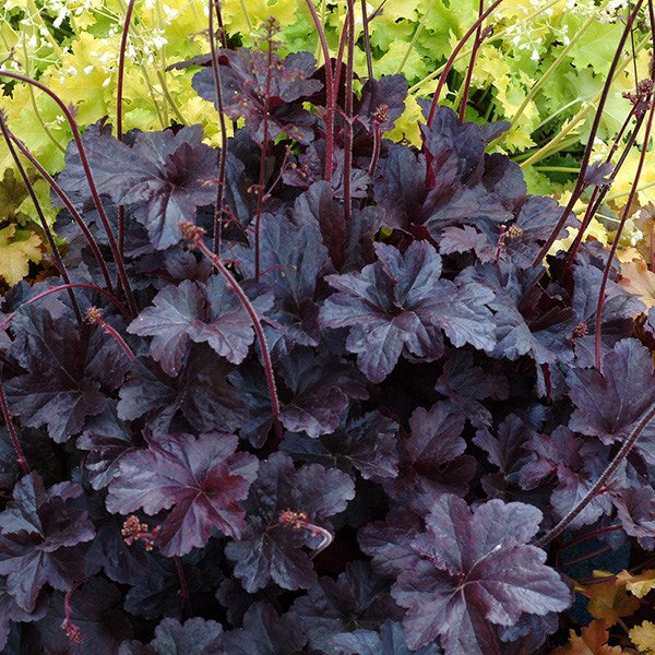 Heuchera 'Obsidian' Coral Bells, Broad Black Satin Leaves Will Not Fade, Even In The Sun