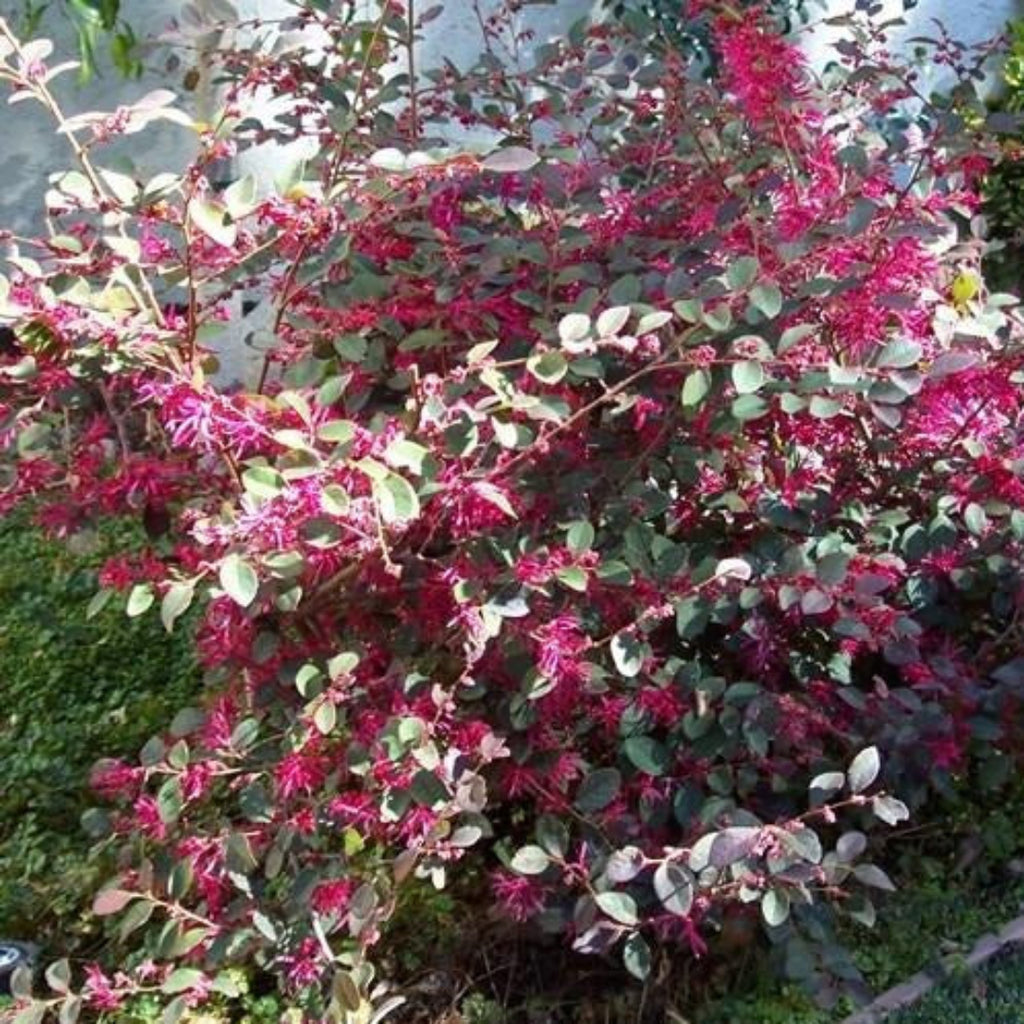 Plum Delight' Loropetalum - One of The Best Purple-Leaf Varieties