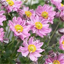 (1 Gallon) Anemone X Hybrida Pocahontas - The Large Double Flowers Are a Bright Bubblegum Pink, Making Quite a Show In July, August and September.
