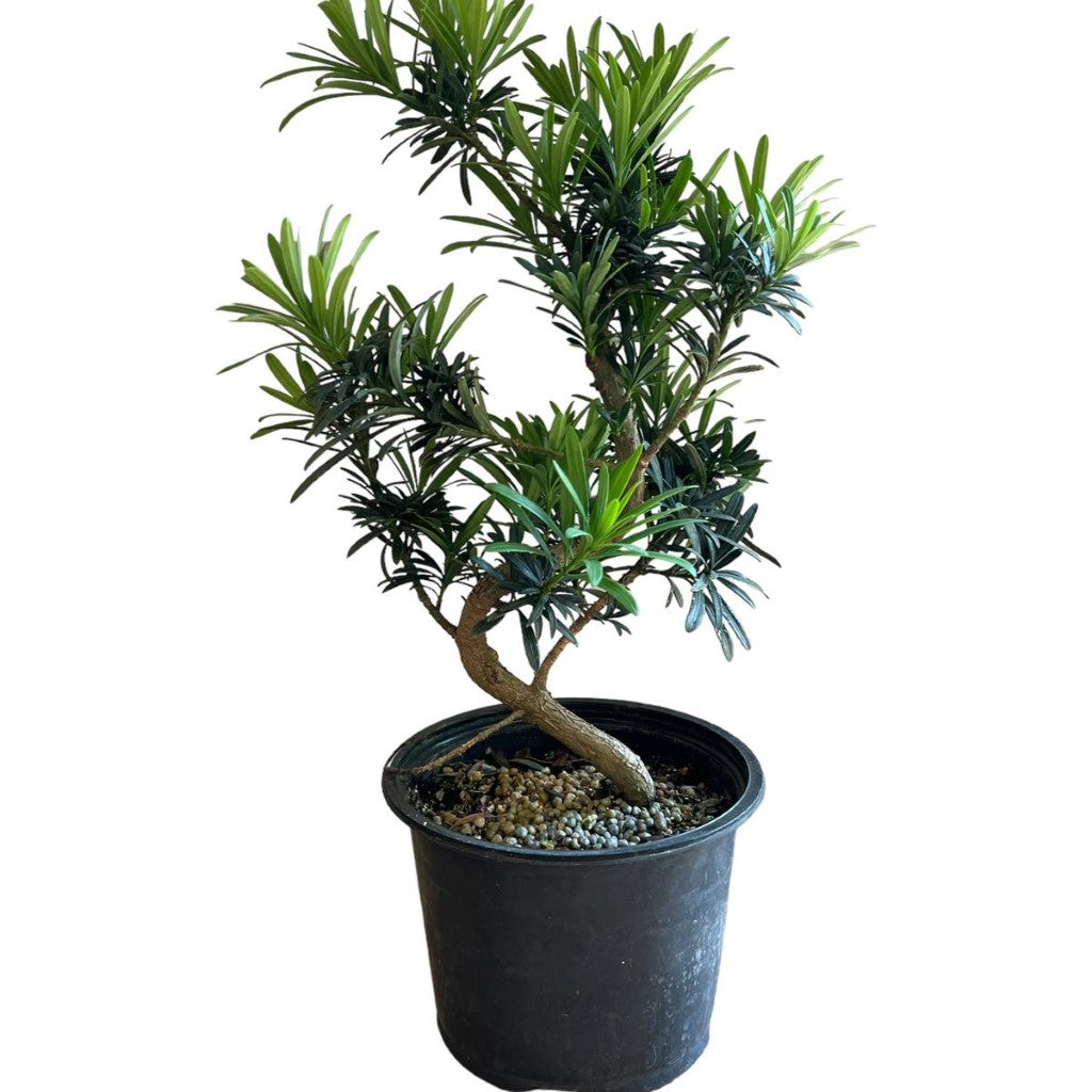 Live Plant: Podocarpus Bonsai
