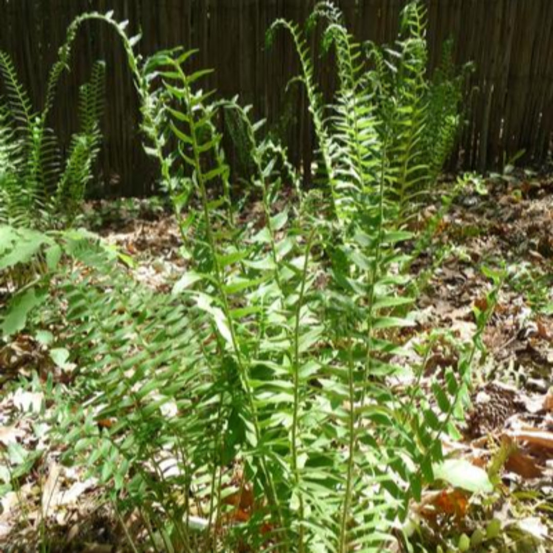Christmas Fern- Evergreen Even Through Winter. Has Leathery, Sword Shape Fronds. Use For Ground Cover, Borders and Edging.
