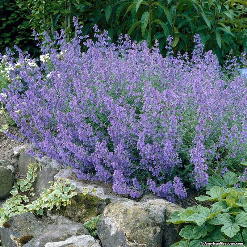 (1 Gallon) 'Purrsian Blue Catmint