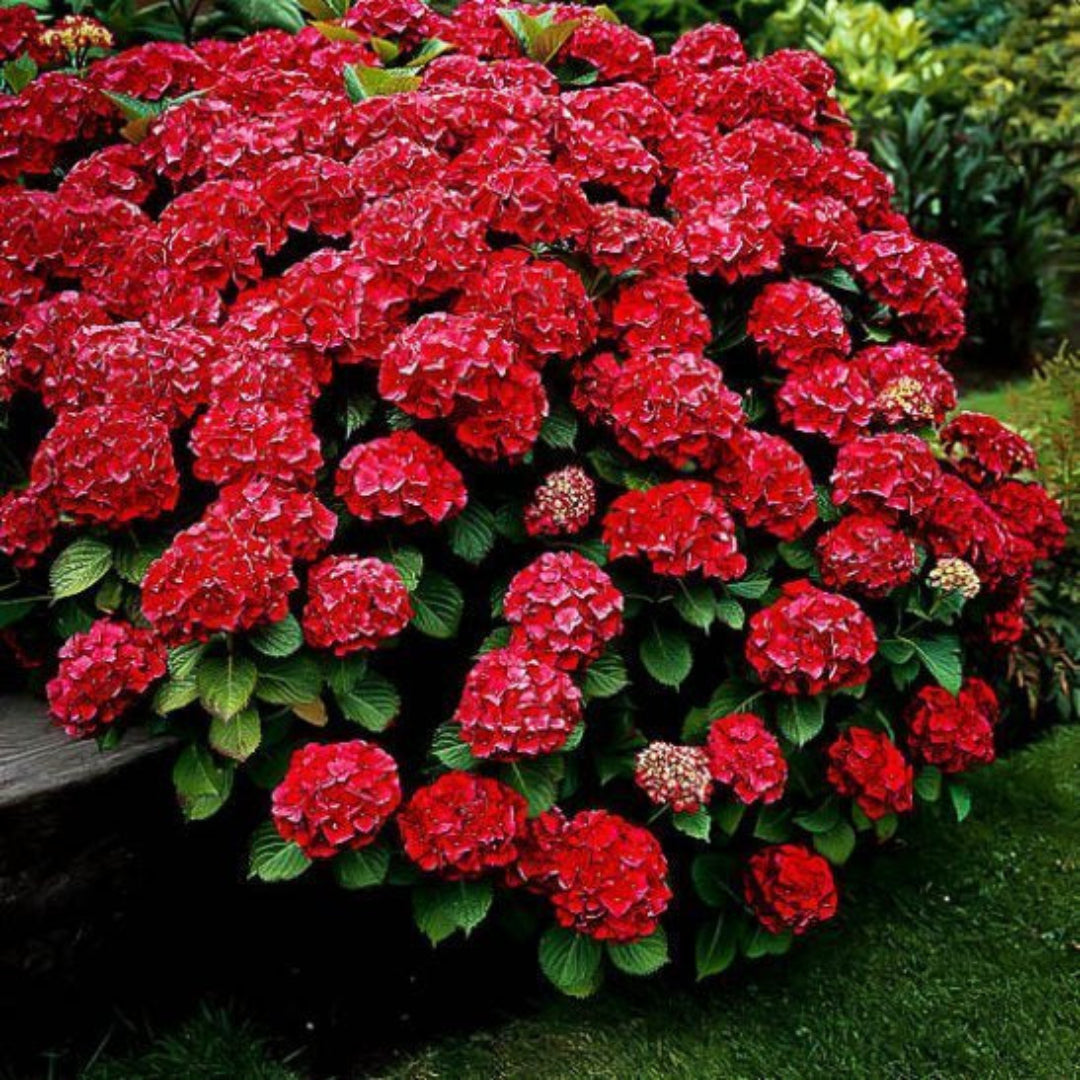 Red Hydrangea Shrub with stunning red blooms