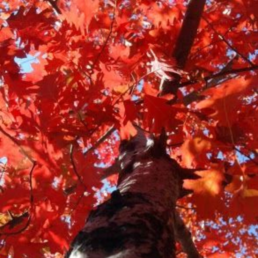 Red Oak Tree- Produces Excellent Leaves That Emerges As a Pinkish-Red, Turning Lustrous Dark Green In Summer, and Changing To Reddish Color In Autumn.