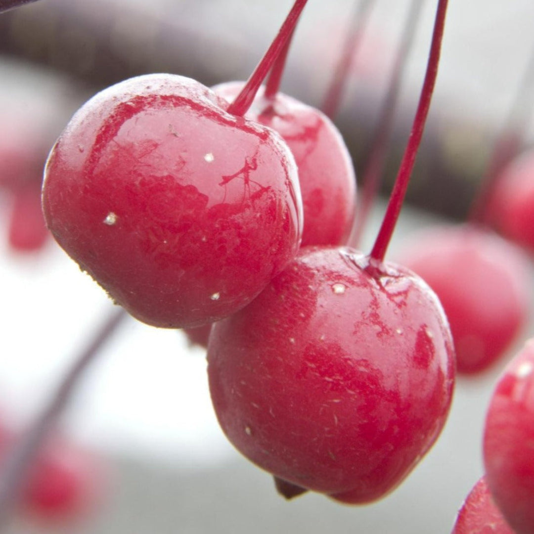 Prairifire crabapple tree young landscape plant